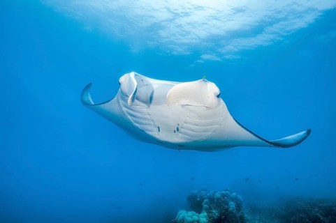 Underwater photo of giant ray manta ray (Manta birostris) plankton eater swimming over the edge of