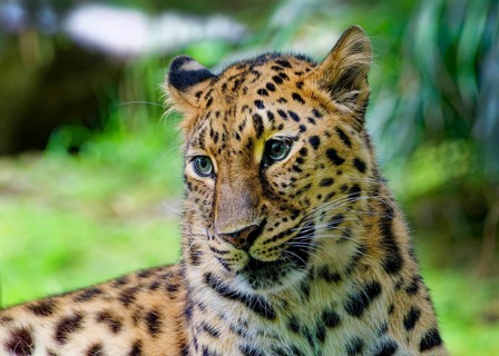 Amur leopard (Panthera pardus orientalis), captive, threatened with extinction, animal portrait,