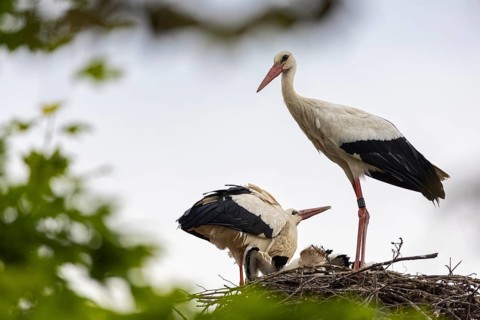White stork (Ciconia ciconia), pair with young birds in the nest, birds, Affenberg Salem, Linzgau,