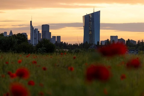 Poppies bloom in a meadow in front of the European Central Bank (ECB) and the Frankfurt banking