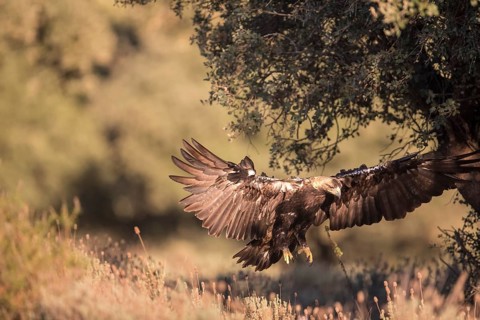 Iberian Eagle (Aquila adalberti), Spanish imperial eagle, Extremadura, Castilla La Mancha, Spain