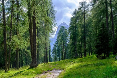 Larch meadows, Rifugio Malga Lareto, Brite Larieto, Cortina d'Ampezzo, Dolomites, Veneto, Italy