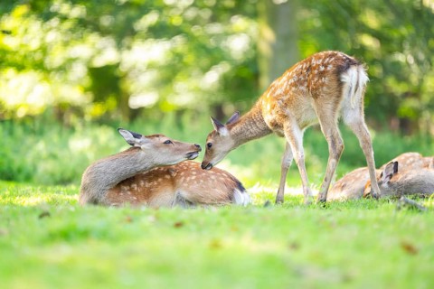 Sika deer (Cervus nippon) mother with her youngster on a meadow, Bavaria, Germany