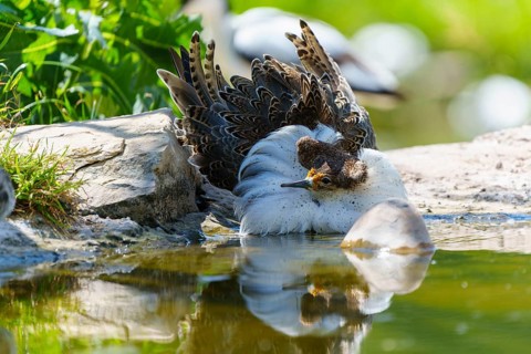 A bird resting close to the water, with vivid feather structure and clear reflection, Ruff