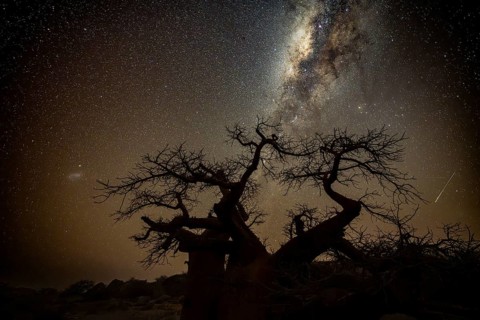 Silhouette of a baobab tree with starry sky and Milky Way, African baobab (Adansonia digitata),