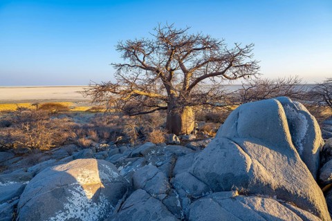 African baobab (Adansonia digitata), babobab with view over the salt pan in the evening light, Kubu