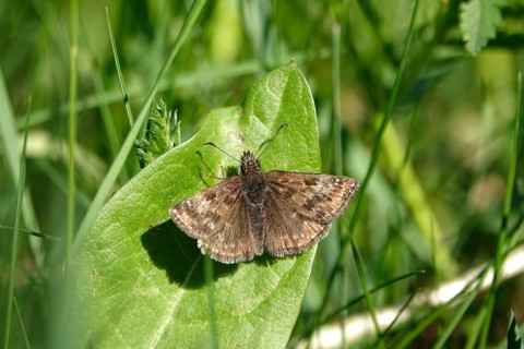 Crown vetch butterfly (Erynnis tages), meadow in spring, Germany