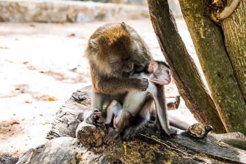 Monkeys on the beach, macaques, Ao Nang Beach, Ao Nang, Krabi, Thailand