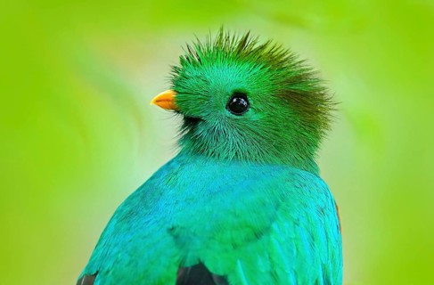 Resplendent Quetzal, Pharomachrus mocinno, from Guatemala with blurred green forest foreground and