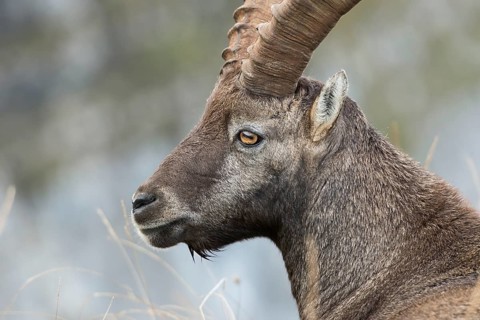 Alpine Ibex (Capra ibex) male portrait, Valais Alps, Switzerland