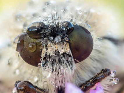 Bee Fly (Bombyliidae) close-up of head and compound eyes covered with pearls of dew drops,
