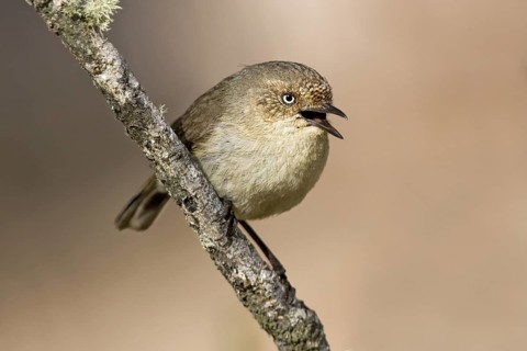 Western Thornbill (Acanthiza inornata) singing, Western Australia, Australia