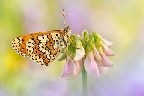Der Wegerich-Scheckenfalter (Melitaea cinxia)