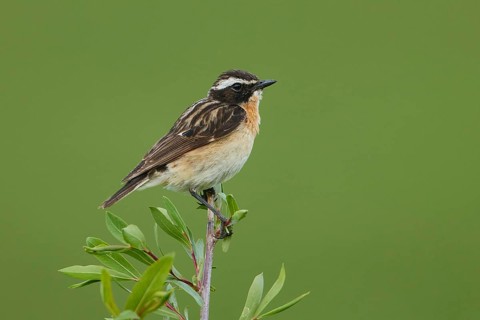 Whinchat (Saxicola rubetra) male, Armenia