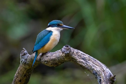 Sacred Kingfisher (Todiramphus sanctus) male, Victoria, Australia