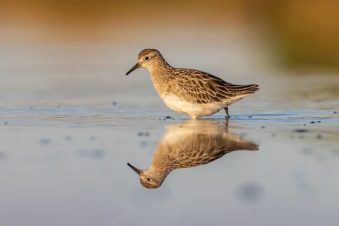 Sharp-tailed Sandpiper (Calidris acuminata), Victoria, Australia