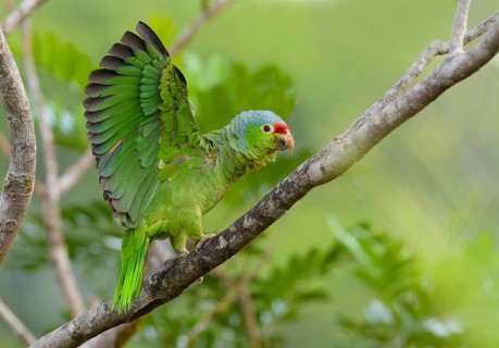Red-fronted Parrot (Poicephalus gulielmi) at Laguna Lagarto Lodge near Boca Tapada, Costa Rica