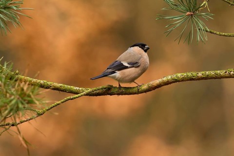 Eurasian Bullfinch (Pyrrhula pyrrhula) female, Utrecht, Netherlands