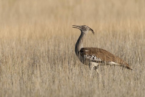 Kori Bustard (Ardeotis kori), Northern Cape, South Africa