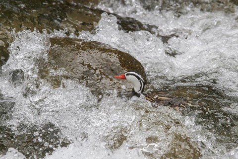 Torrent Duck (Merganetta armata) swimming in a river in Peru