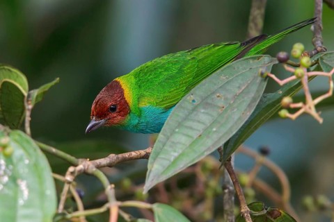 Bay-headed Tanager (Tangara gyrola) perched on a branch in Manu National Park, Peru