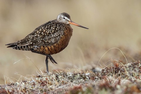 Hudsonian Godwit (Limosa haemastica) on the tundra near Churchill, Manitoba, Canada