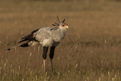 Secretarybird (Sagittarius serpentarius), Northern Cape, South Africa