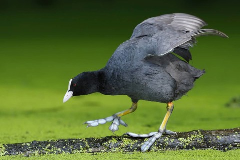 Eurasian Coot (Fulica atra), North Rhine-Westphalia, Germany