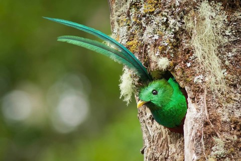 Resplendent Quetzal (Pharomachrus mocinno) male, Heredia, Costa Rica