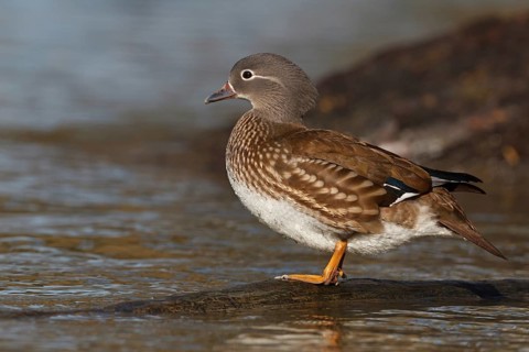 Mandarin Duck (Aix galericulata), Baden-Wuerttemberg, Germany