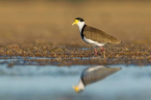 Masked Lapwing (Vanellus miles), Victoria, Australia