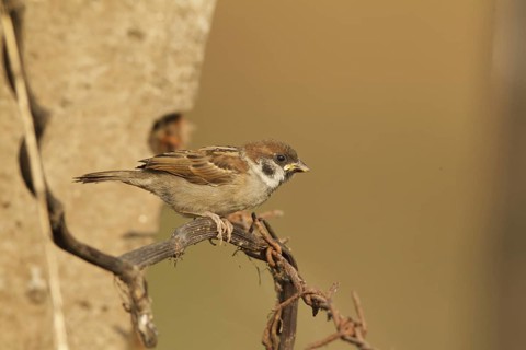 Eurasian Tree Sparrow (Passer montanus) juvenile, Bueng Boraphet, Thailand