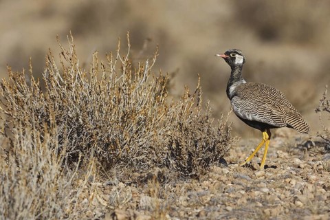 Northern Black Korhaan (Afrotis afraoides) male, Northern Cape, South Africa