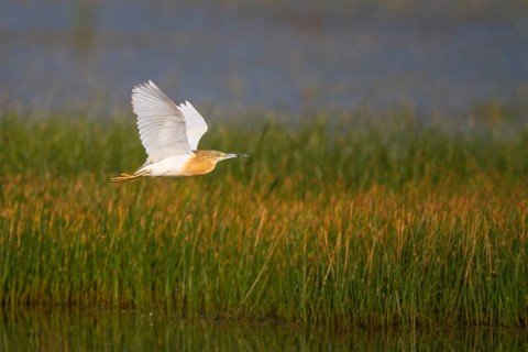 Squacco Heron (Ardeola ralloides) flying, Greece