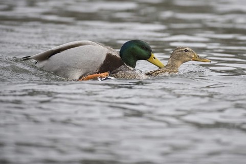 Mallard (Anas platyrhynchos), Lower Saxony, Germany