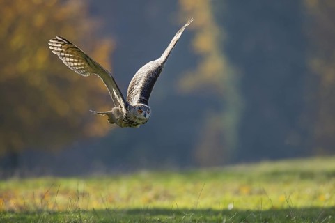 Eurasian Eagle-Owl (Bubo bubo) flying, Lower Saxony, Germany