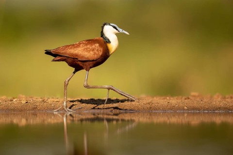 African Jacana (Actophilornis africanus), South Africa