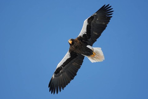 Steller's Sea Eagle (Haliaeetus pelagicus) flying, Hokkaido, Japan