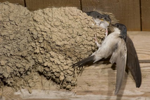 Common House Martin (Delichon urbicum), Saxony, Germany