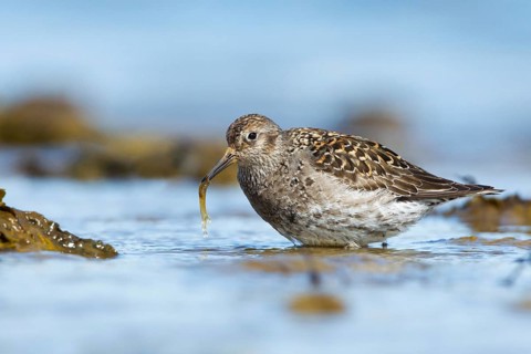 Purple Sandpiper (Calidris maritima) foraging, Iceland