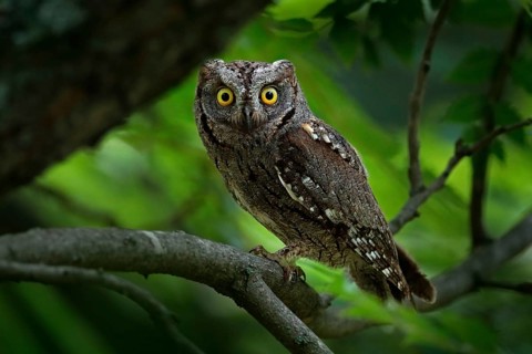 Common Scops Owl, Otus scops, little owl in the nature habitat, sitting on the green spruce tree