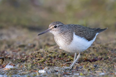 Common Sandpiper (Actitis hypoleucos), North Rhine-Westphalia, Germany