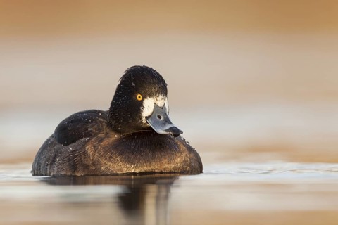 Tufted Duck (Aythya fuligula) female, Rhineland-Palatinate, Germany