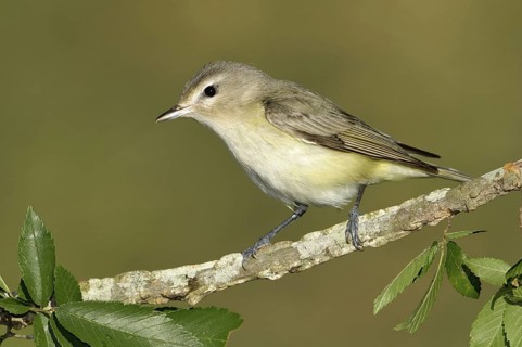 Warbling Vireo (Vireo gilvus), Texas, USA