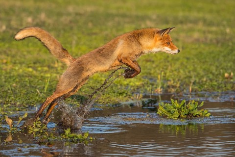 Red Fox (Vulpes vulpes) jumping and hunting in pond, Netherlands