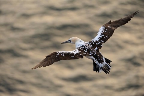 Northern Gannet (Morus bassanus) juvenile flying, Schleswig-Holstein, Germany