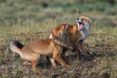 Red Fox (Vulpes vulpes) two adult fighting and playing in grassland, Netherlands