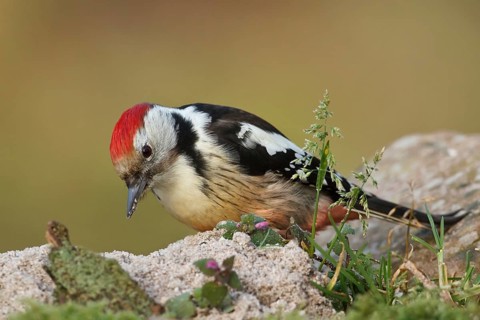 Middle Spotted Woodpecker (Dendrocoptes medius), Rhineland-Palatinate, Germany