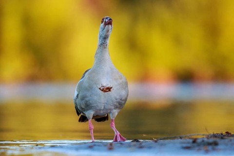 Egyptian Goose (Alopochen aegyptiaca), North Rhine-Westphalia, Germany