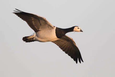Barnacle Goose (Branta leucopsis), North Rhine-Westphalia, Germany